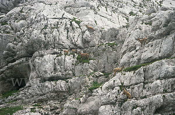 Steinbock (Capra ibex)