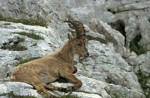 Steinbock (Capra ibex)