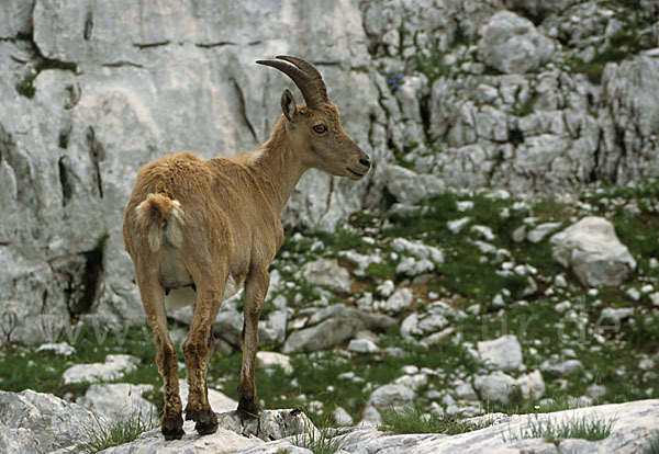 Steinbock (Capra ibex)