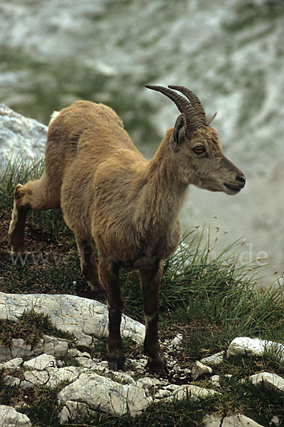 Steinbock (Capra ibex)