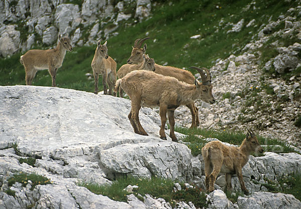 Steinbock (Capra ibex)