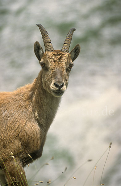 Steinbock (Capra ibex)