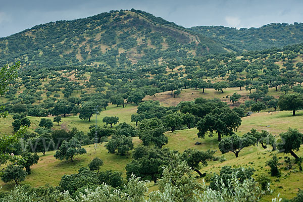 Steineiche (Quercus ilex)