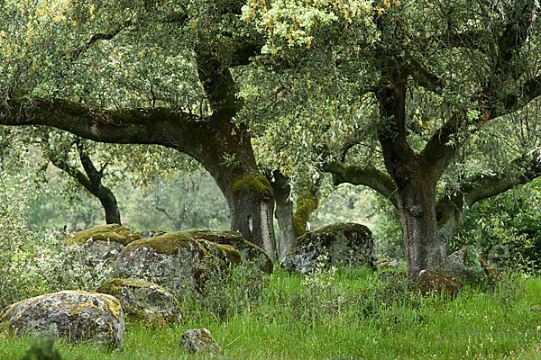 Steineiche (Quercus ilex)