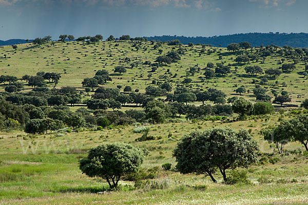 Steineiche (Quercus ilex)