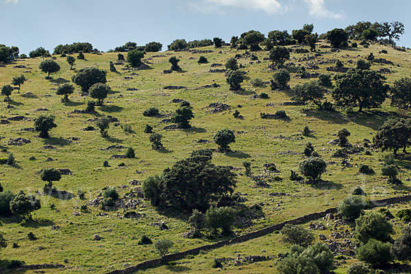 Steineiche (Quercus ilex)