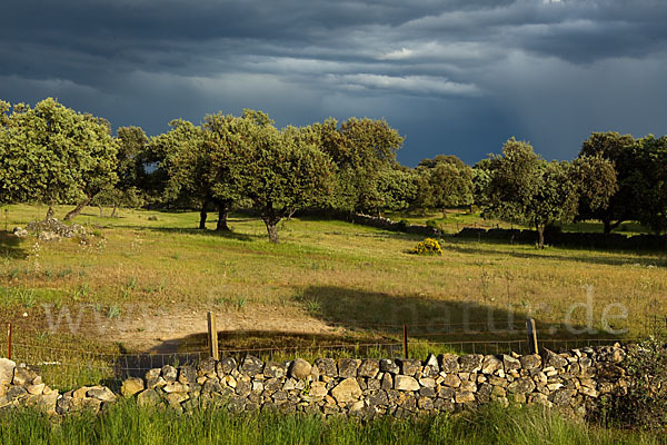 Steineiche (Quercus ilex)