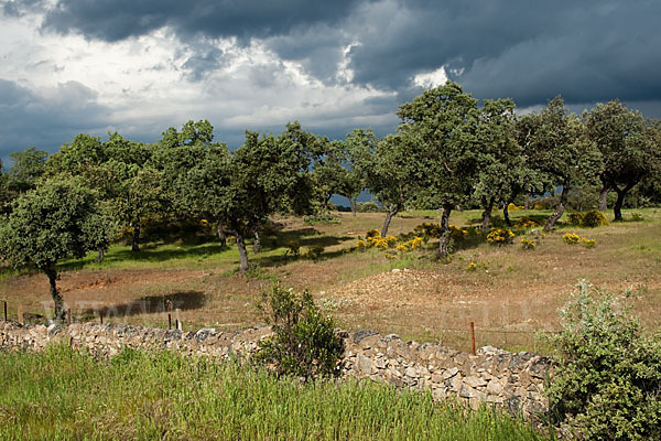 Steineiche (Quercus ilex)