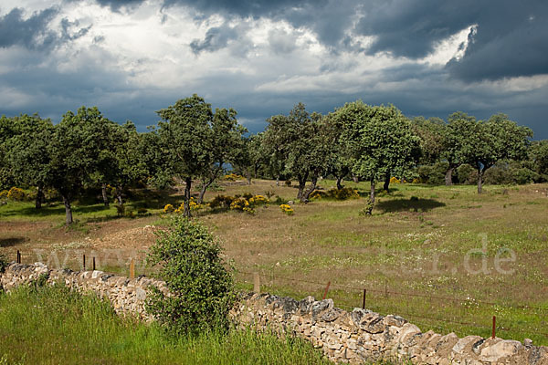 Steineiche (Quercus ilex)