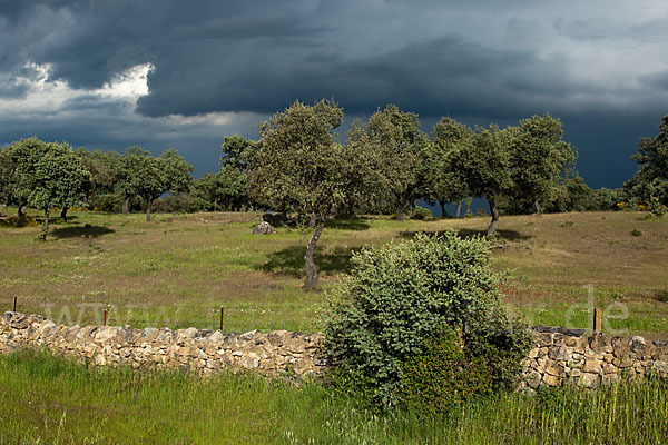 Steineiche (Quercus ilex)