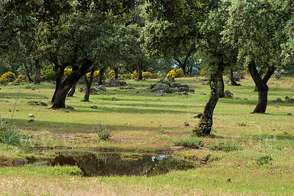 Steineiche (Quercus ilex)