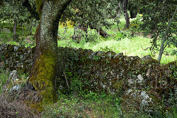 Steineiche (Quercus ilex)