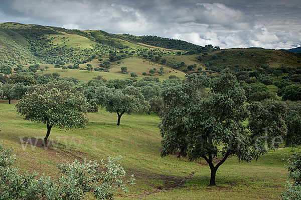 Steineiche (Quercus ilex)