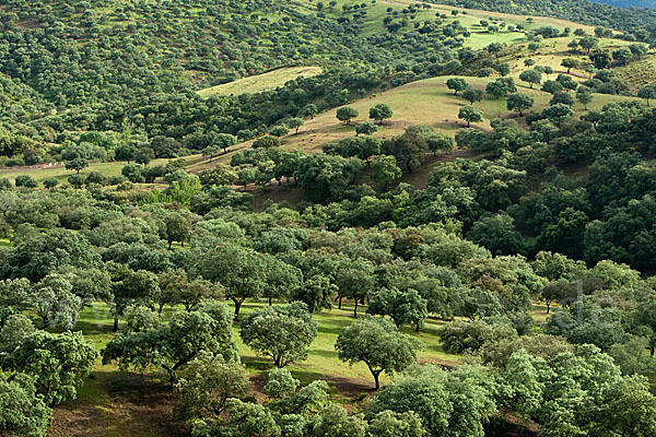 Steineiche (Quercus ilex)