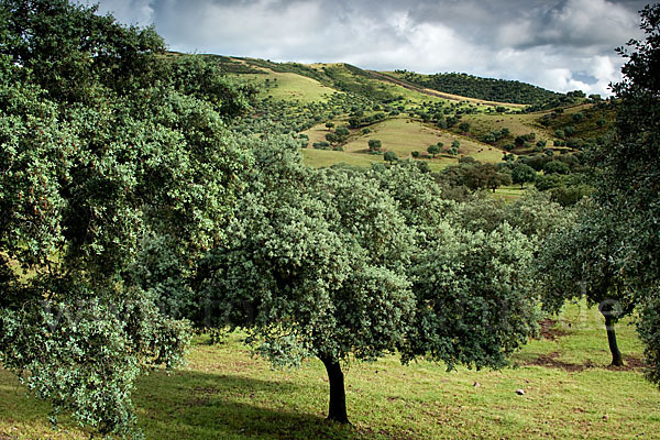 Steineiche (Quercus ilex)