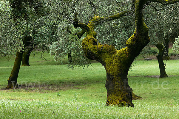 Steineiche (Quercus ilex)