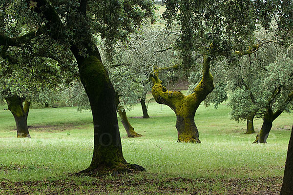 Steineiche (Quercus ilex)