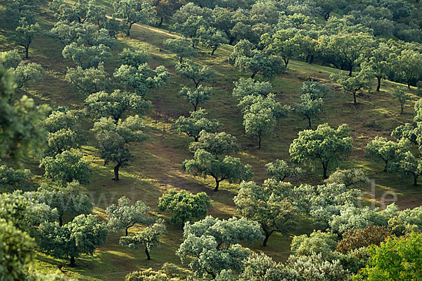 Steineiche (Quercus ilex)