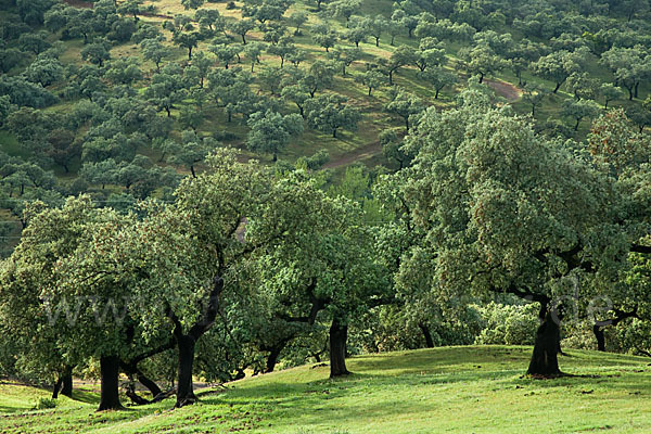 Steineiche (Quercus ilex)