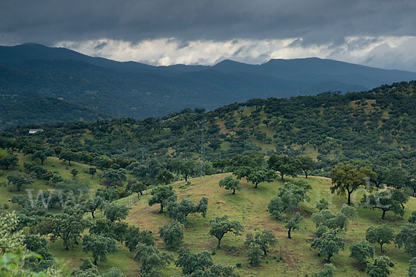 Steineiche (Quercus ilex)