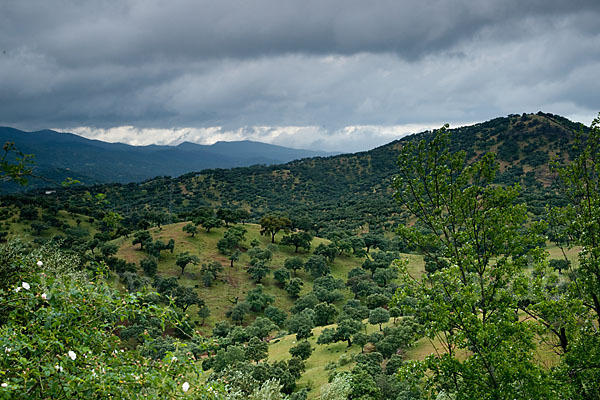 Steineiche (Quercus ilex)