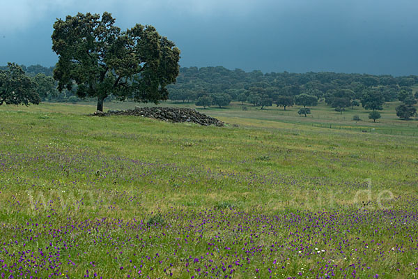 Steineiche (Quercus ilex)