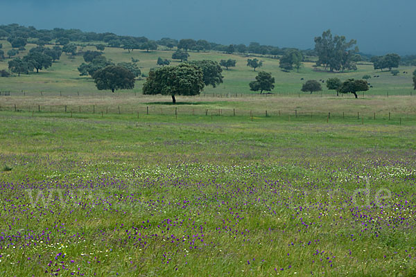 Steineiche (Quercus ilex)