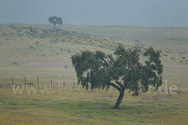 Steineiche (Quercus ilex)