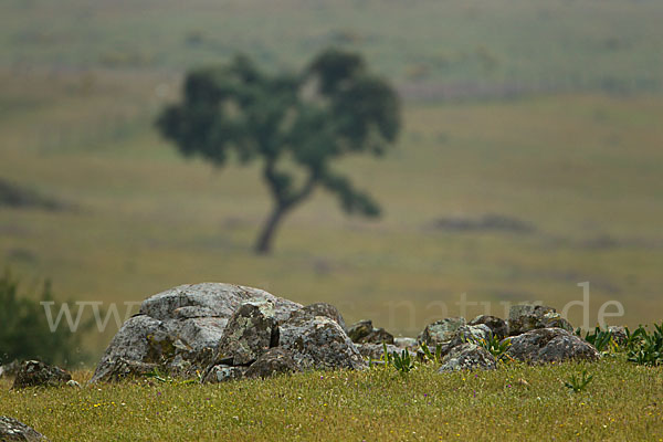 Steineiche (Quercus ilex)