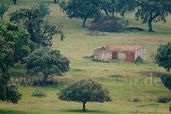 Steineiche (Quercus ilex)