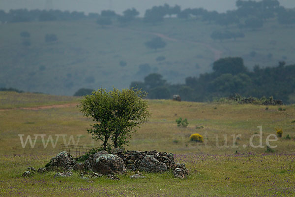 Steineiche (Quercus ilex)