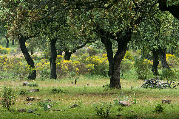 Steineiche (Quercus ilex)