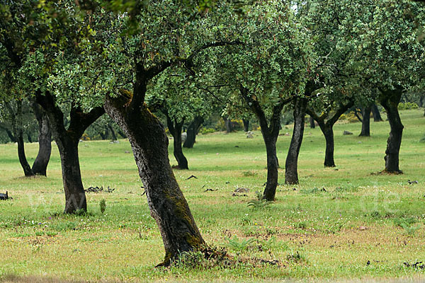 Steineiche (Quercus ilex)