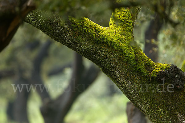 Steineiche (Quercus ilex)