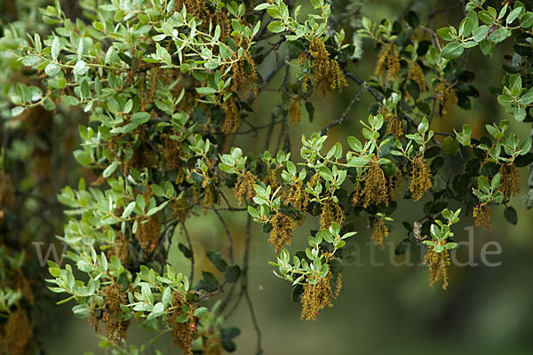 Steineiche (Quercus ilex)