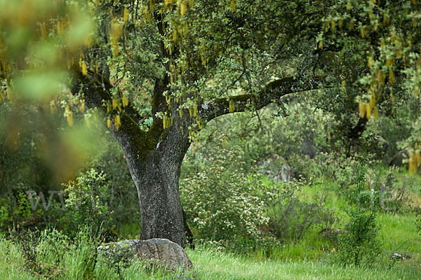 Steineiche (Quercus ilex)