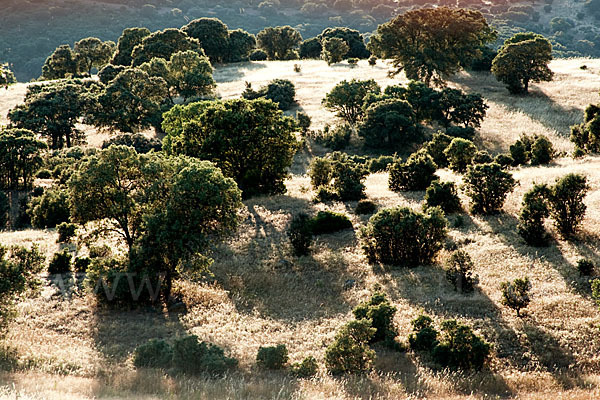 Steineiche (Quercus ilex)