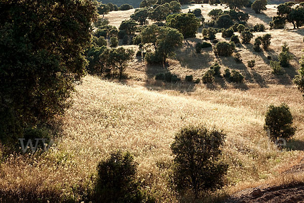 Steineiche (Quercus ilex)