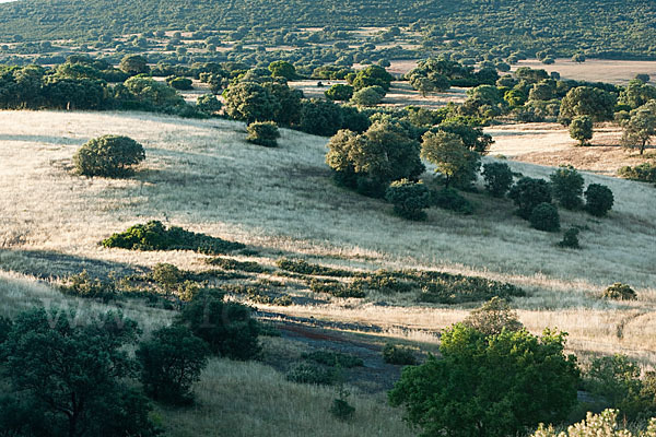 Steineiche (Quercus ilex)