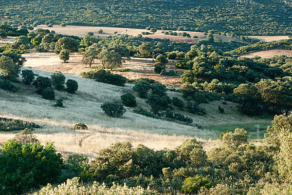 Steineiche (Quercus ilex)