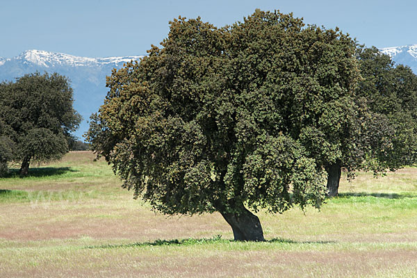 Steineiche (Quercus ilex)