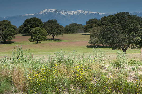 Steineiche (Quercus ilex)