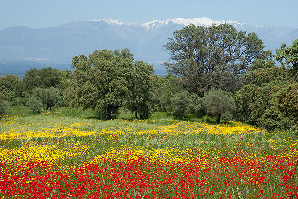 Steineiche (Quercus ilex)