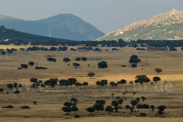 Steineiche (Quercus ilex)