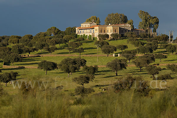 Steineiche (Quercus ilex)