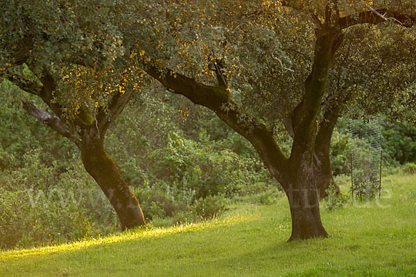 Steineiche (Quercus ilex)