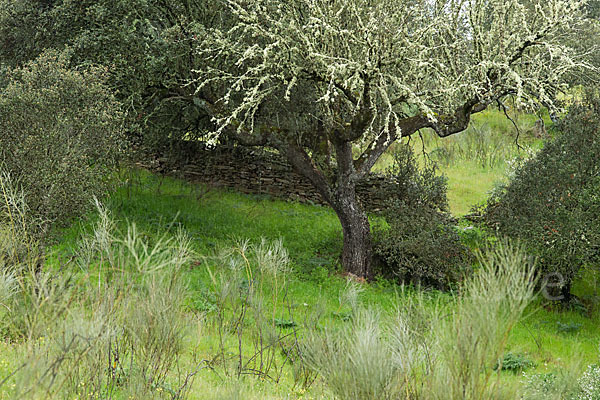 Steineiche (Quercus ilex)