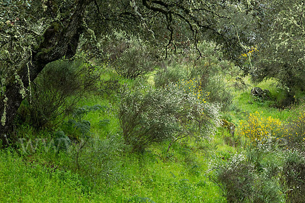 Steineiche (Quercus ilex)