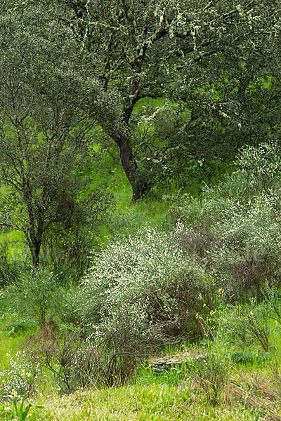 Steineiche (Quercus ilex)