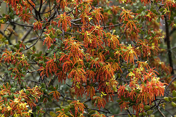 Steineiche (Quercus ilex)